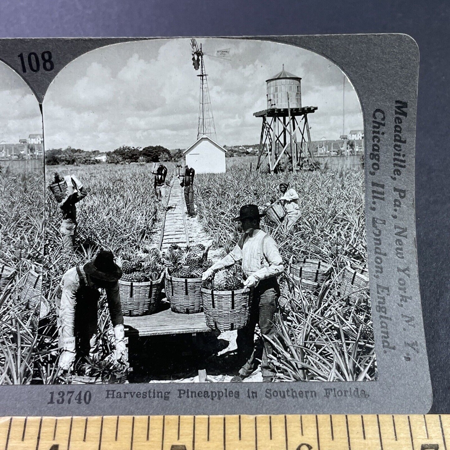 Antique 1920s Pineapple Farm Palm Beach Florida Stereoview Photo Card P3708