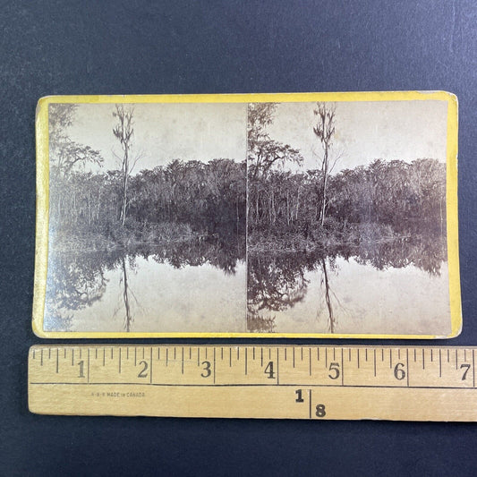 Silver Springs Florida Stereoview Wilson and Havens Antique c1870s Y440