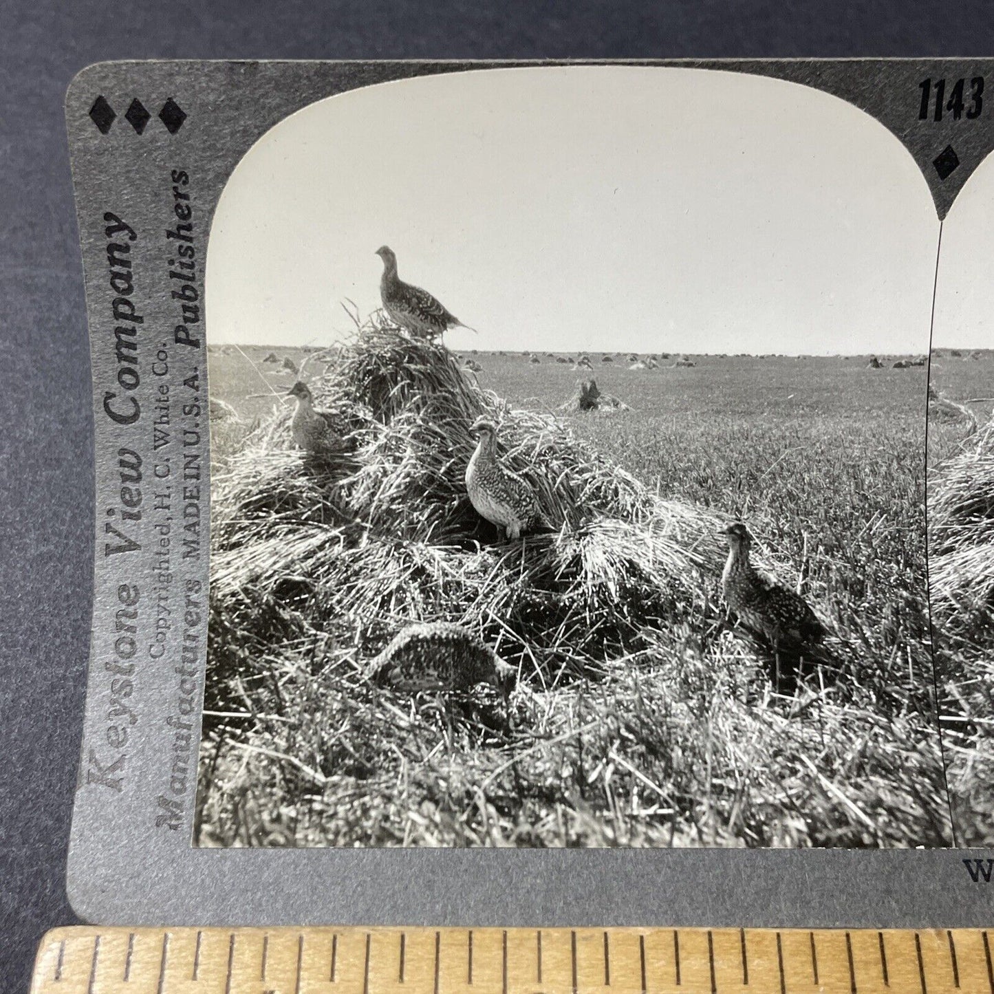 Antique 1920s Prairie Chicken Birds In North Dakota Stereoview Photo Card V2828