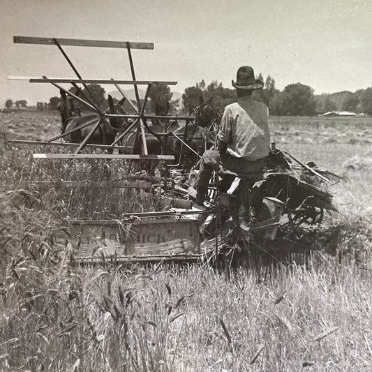 Antique 1918 Farming Wheat Yuma Valley Arizona Stereoview Photo Card P1733