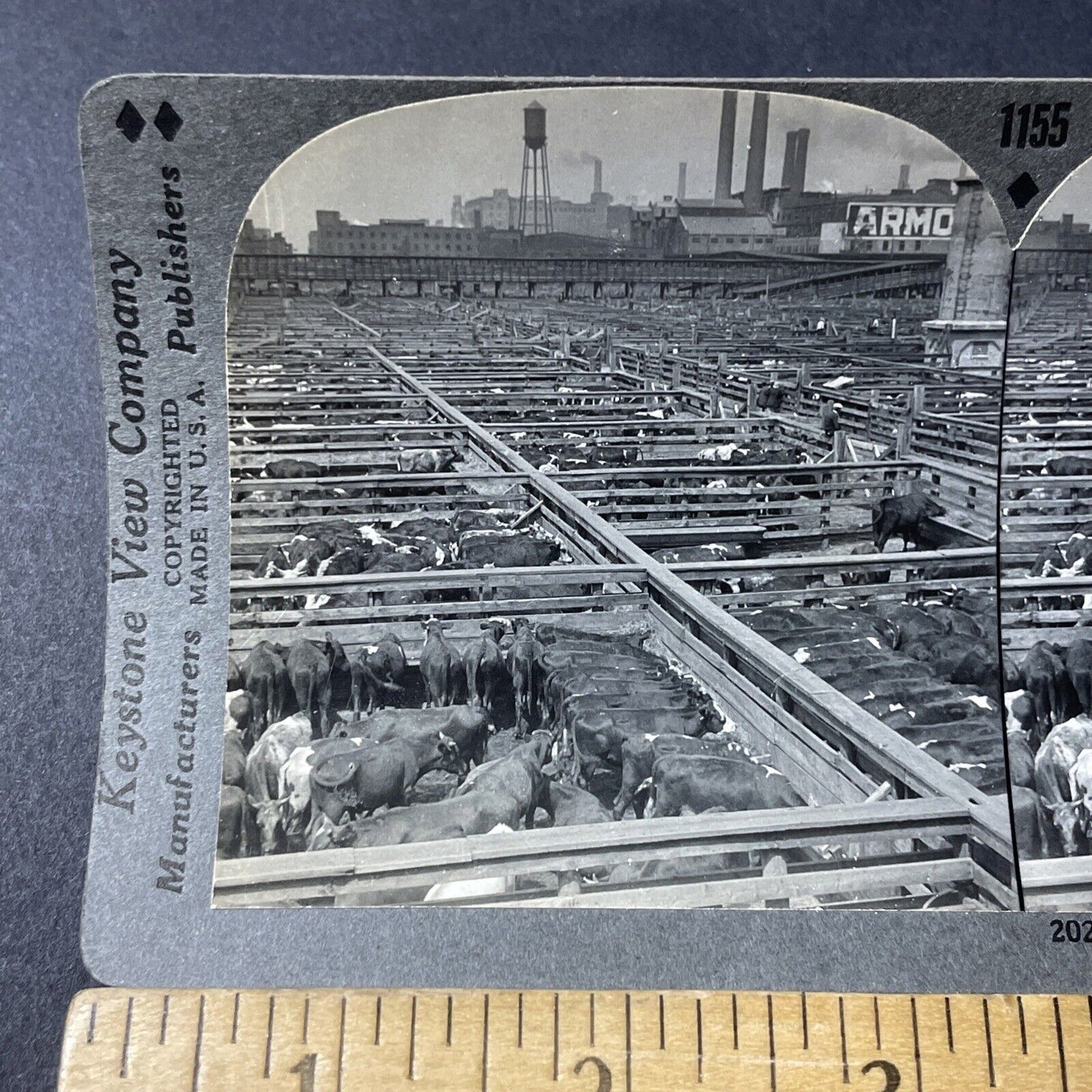 Antique 1910s Cattle Cows Waiting For Slaughter Stereoview Photo Card V2601