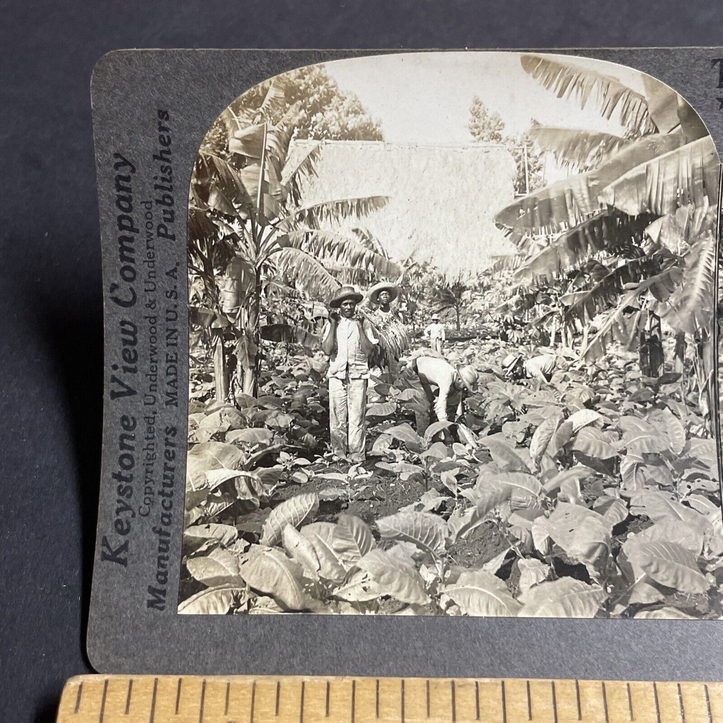 Antique 1910s Tobacco Farm For Cuban Cigars Havana Stereoview Photo Card P4404