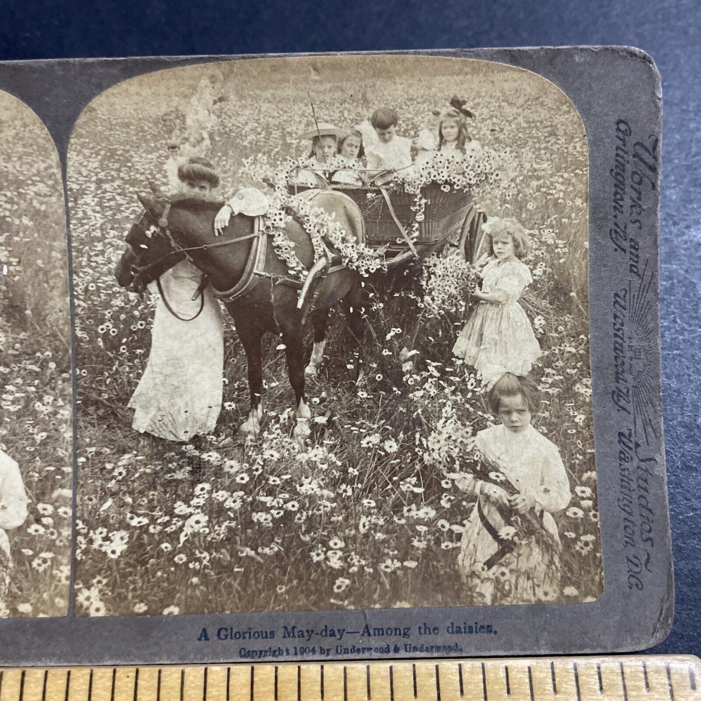 Antique 1904 Young Girls & Horse In Daisy Field Stereoview Photo Card P4988