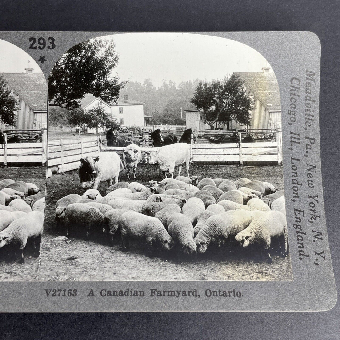 Antique 1903 Sheep And Cattle Farming Ontario Canada Stereoview Photo PC627