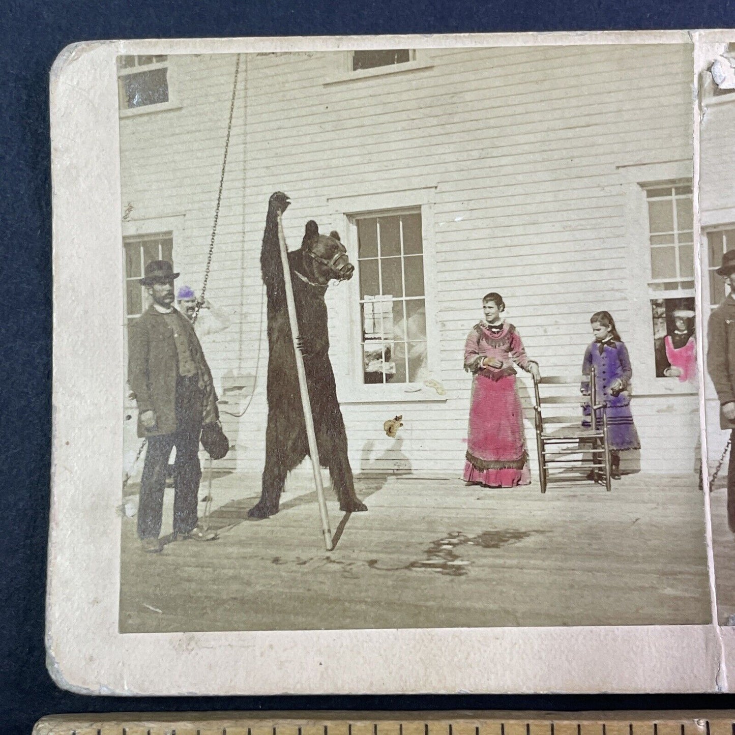 Quebec Dancing Chained Bear Circus Sideshow Act Stereoview c1880 Y922 CREASE