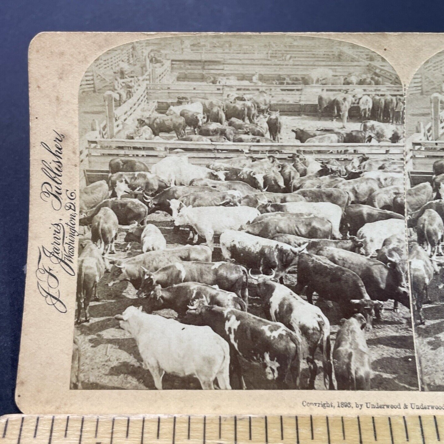 Antique 1893 Cattle Stock Yard Chicago Illinois Stereoview Photo Card P3805