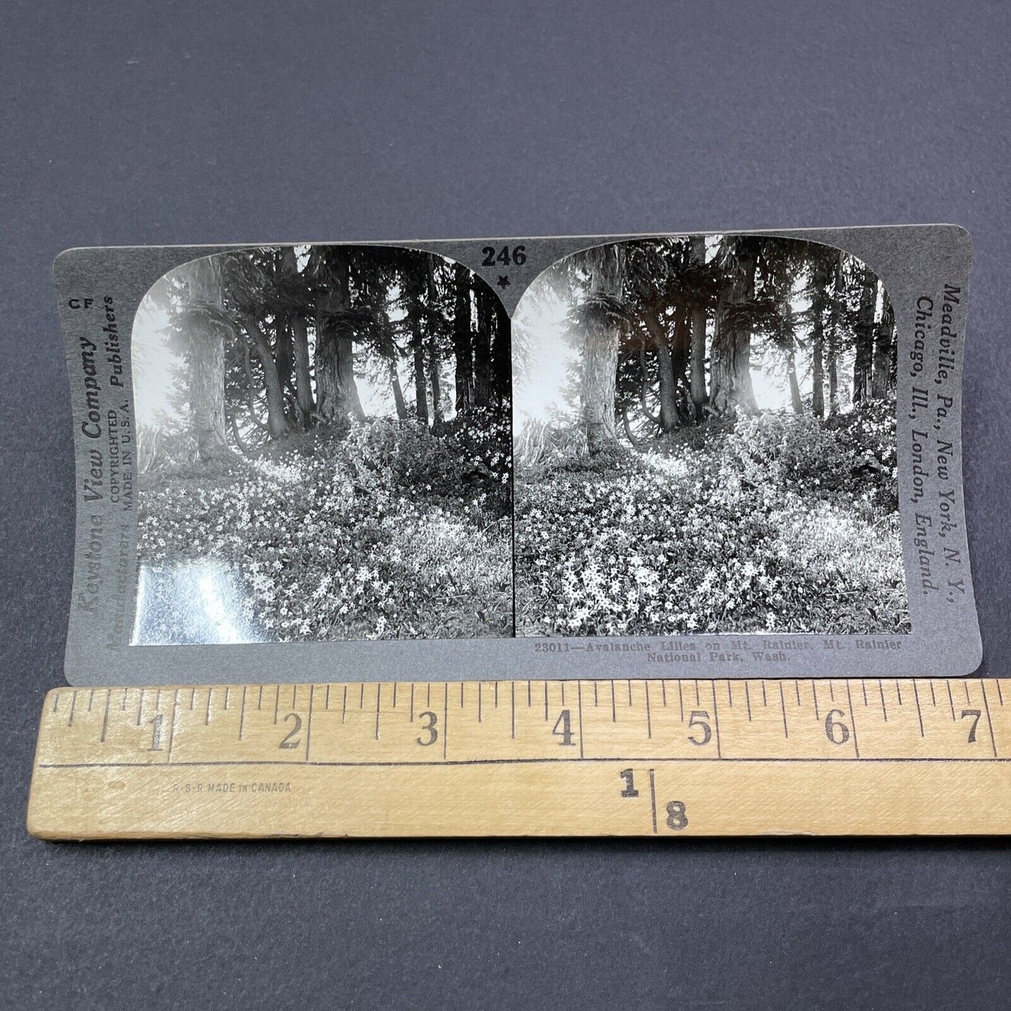 Antique 1920s Avalanche Lillies Mt Rainier Washington Stereoview Photo Card 2037