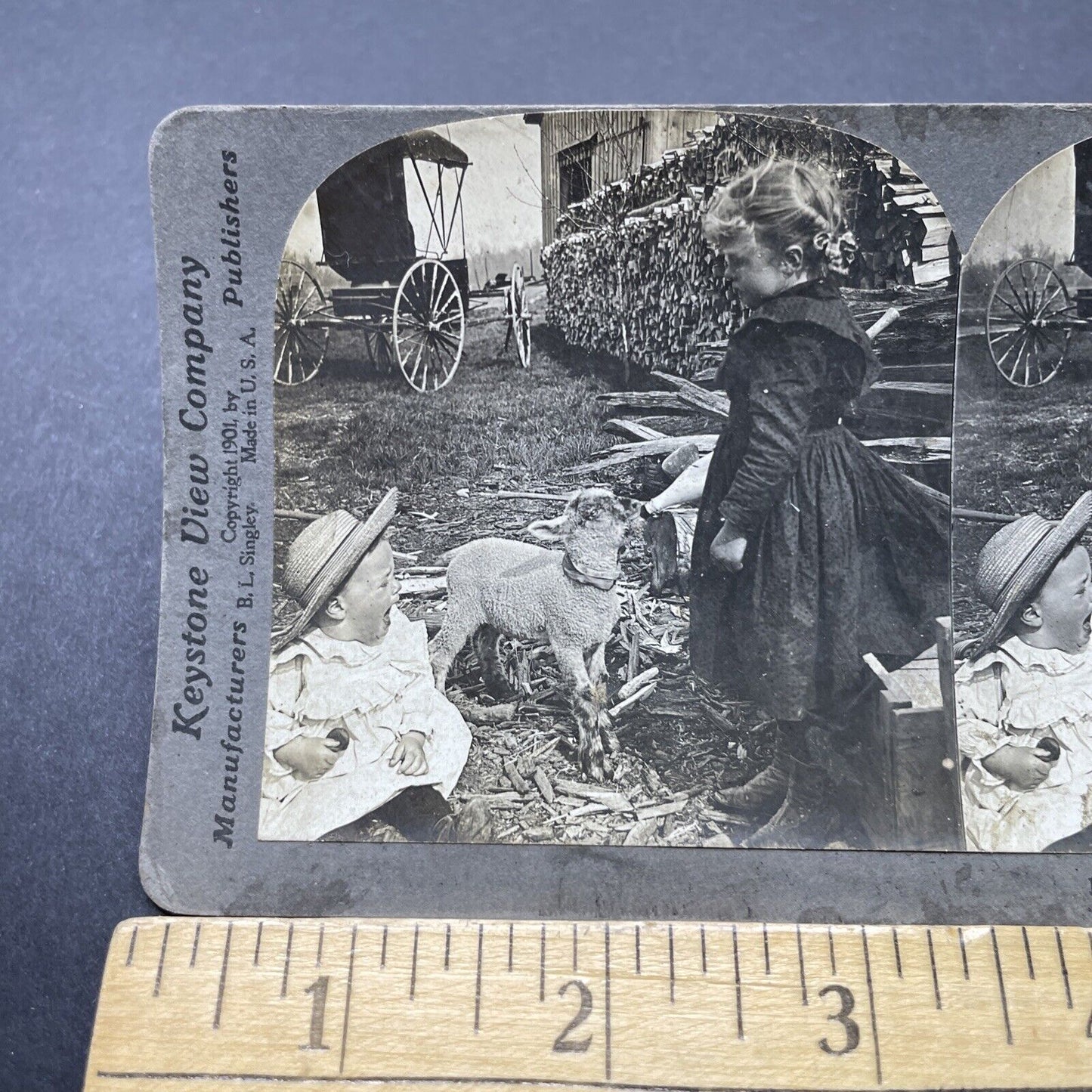 Antique 1901 Girl Feeds Baby's Milk Bottle To A Lamb Stereoview Photo Card P2595