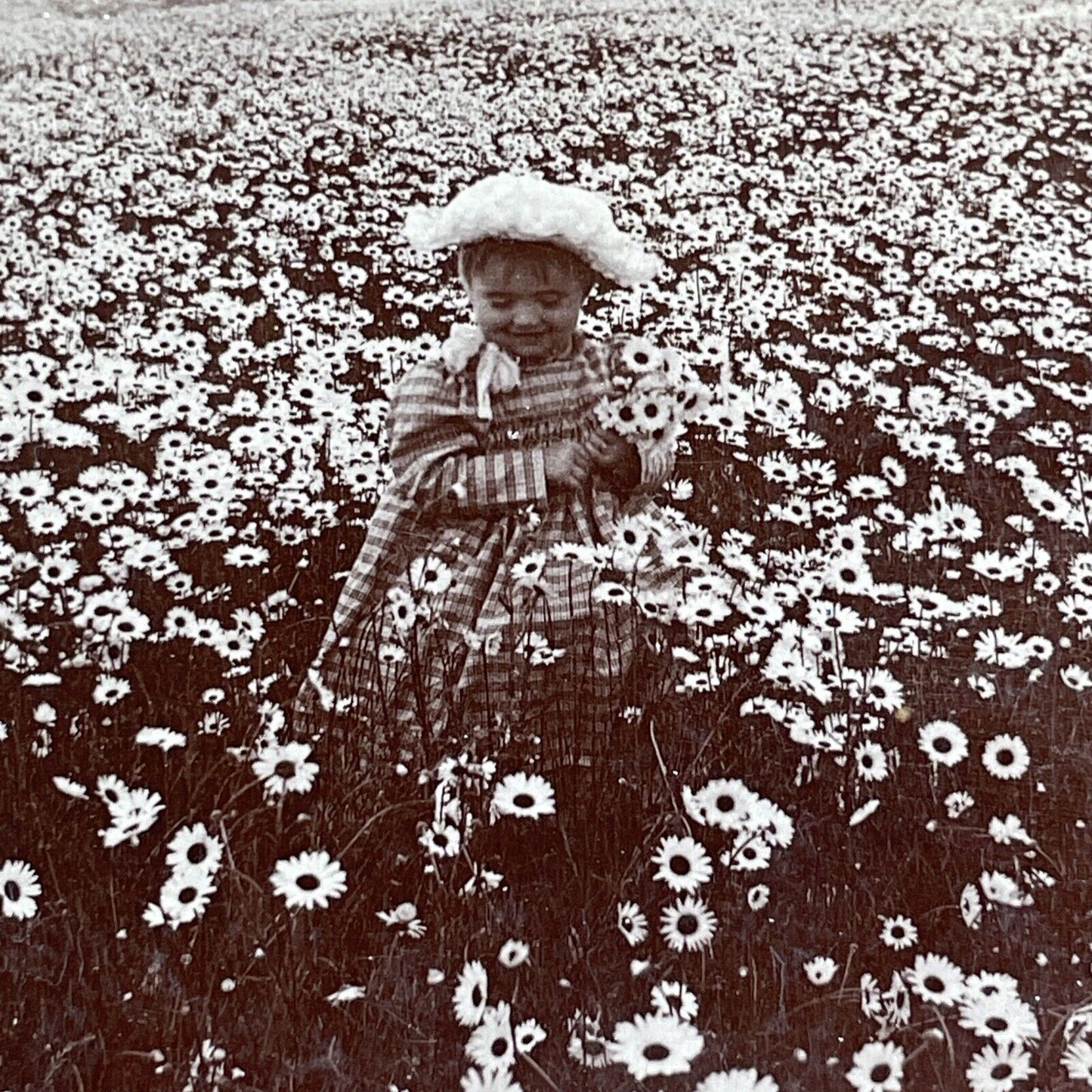 Child In A Field Of Daisies Stereoview CH Graves Antique c1892 X2837