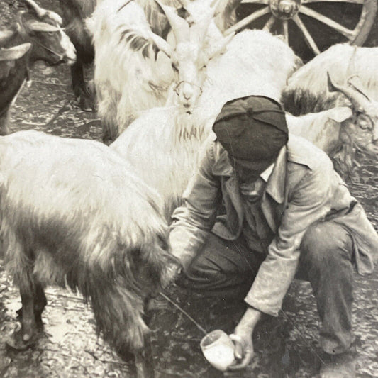 Antique 1910s Man Milking Goats Palermo Italy Stereoview Photo Card P4156