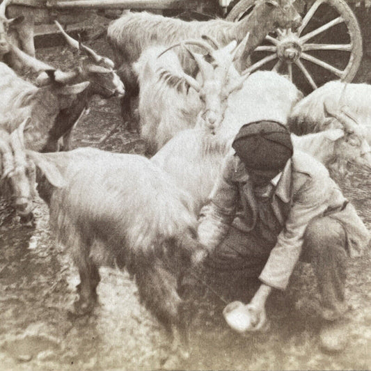 Antique 1906 Milking Goats Palermo Italy Stereoview Photo Card P1636