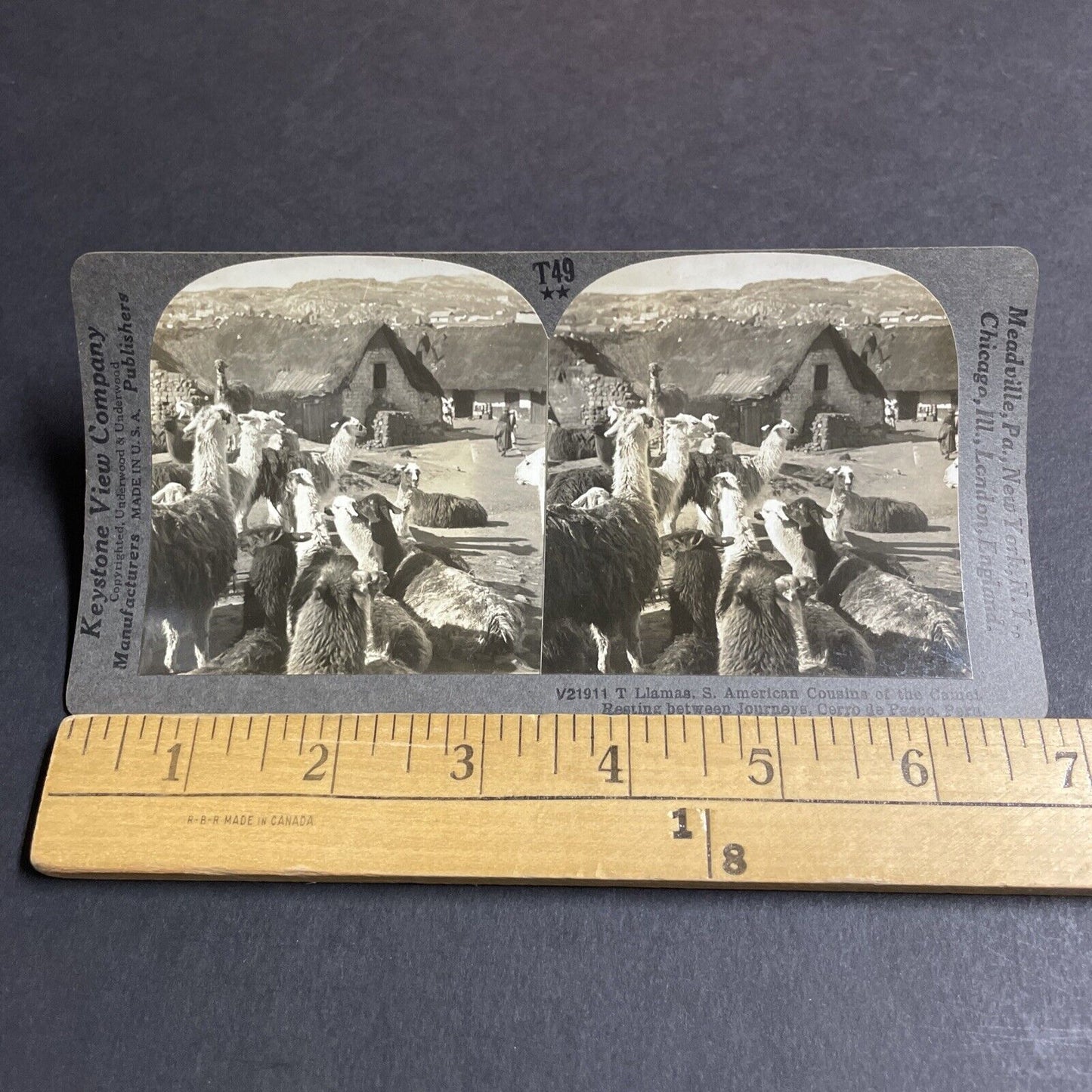 Antique 1910s Llamas In Cerro De Pasco Peru Andes Stereoview Photo Card P4461