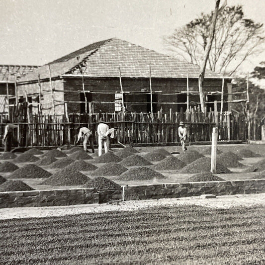 Antique 1910s Coffee Bean Farm Sao Paulo Brazil Stereoview Photo Card P3665