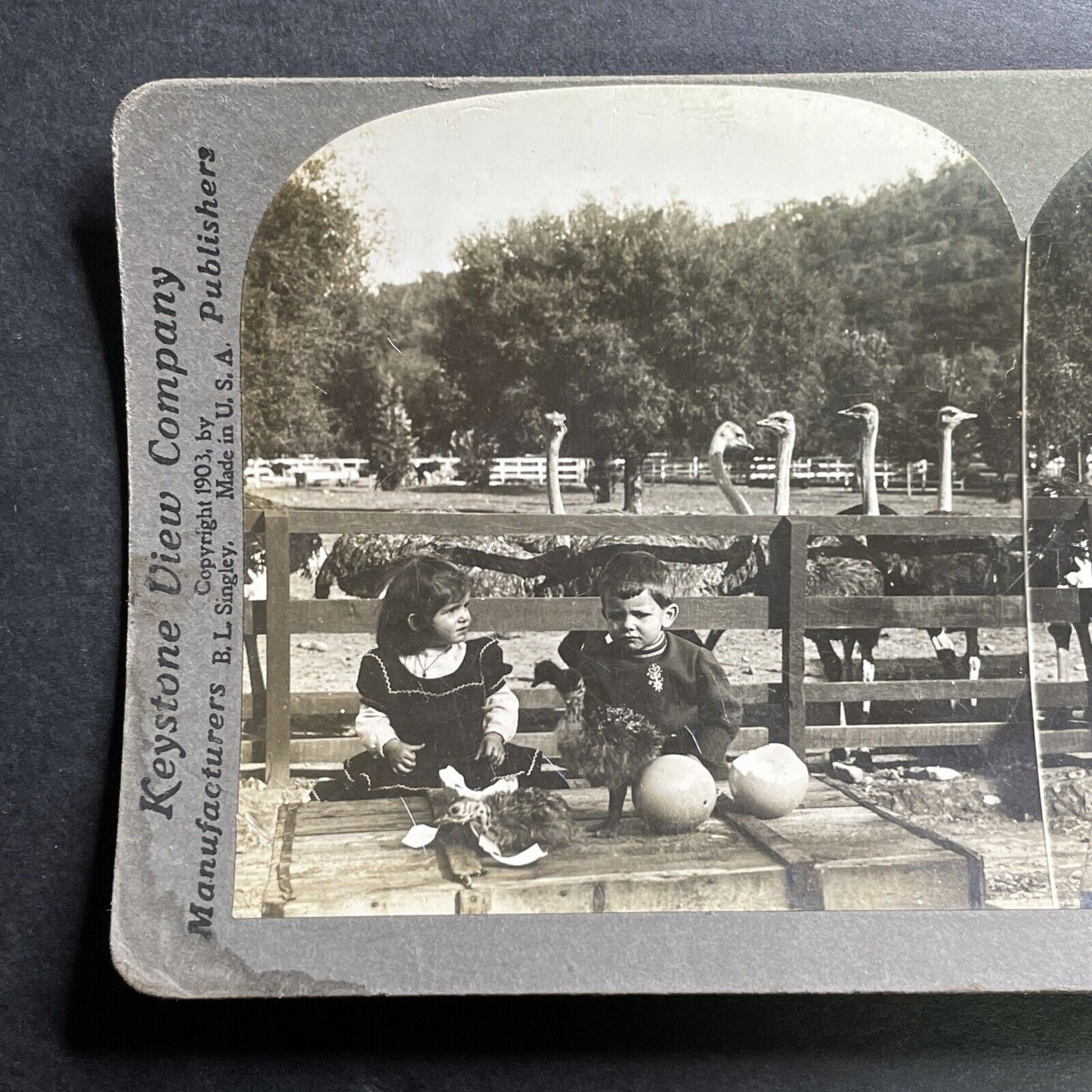 Antique 1903 Ostrich Farm In Pasadena California Stereoview Photo Card P1476