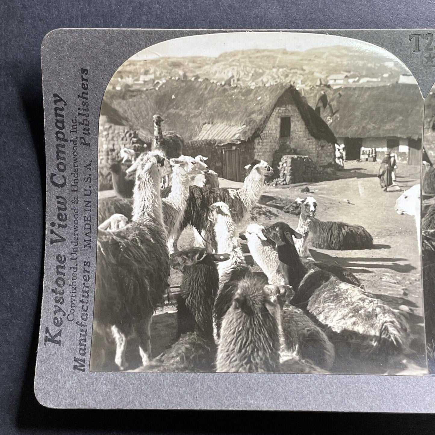 Antique 1918 Llamas In Cerro De Pasco Peru Stereoview Photo Card P1479