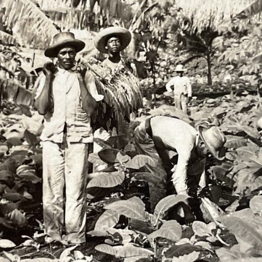 Antique 1910s Tobacco Farm For Cuban Cigars Havana Stereoview Photo Card P4404