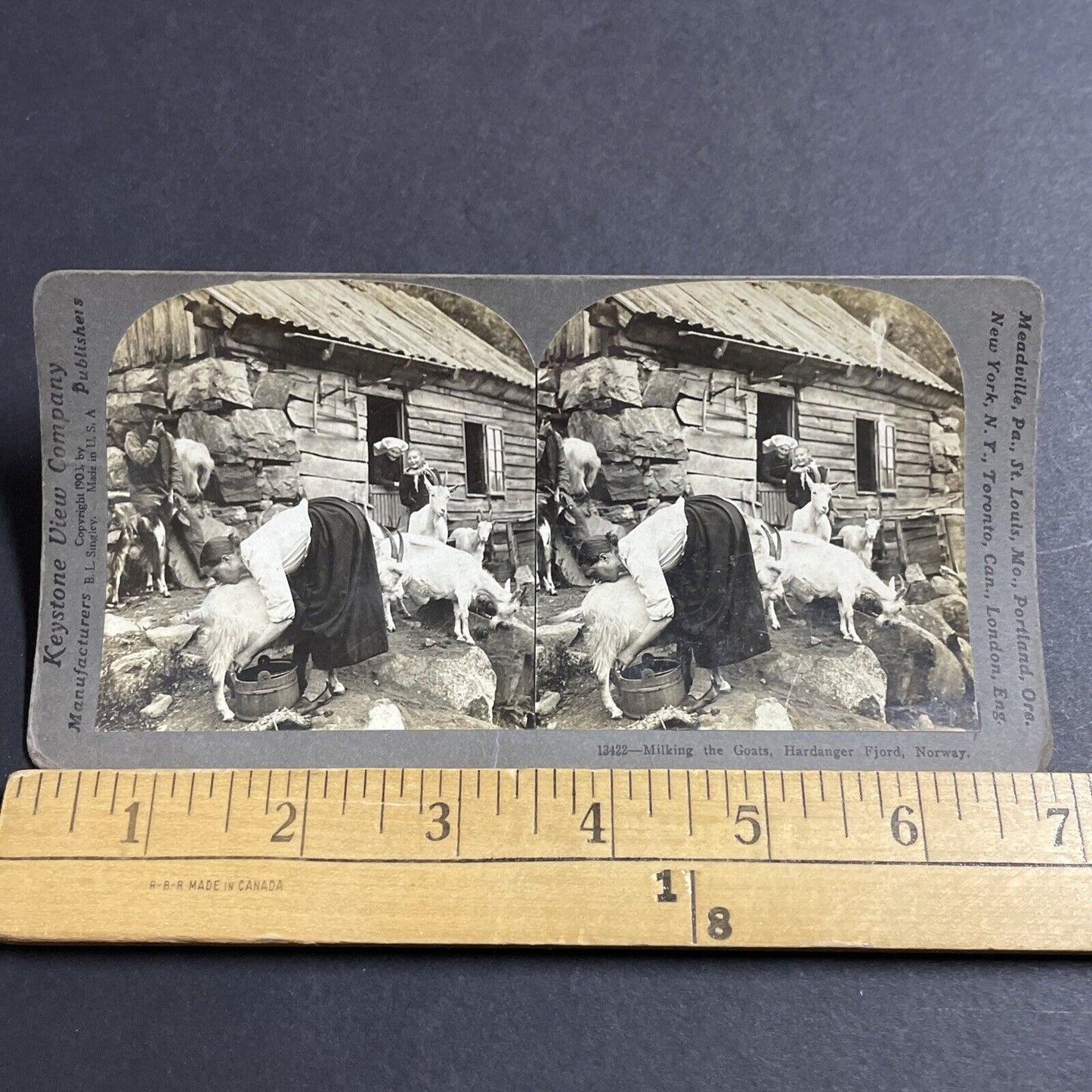 Antique 1903 Woman Milking A Goat In Norway Stereoview Photo Card P5518