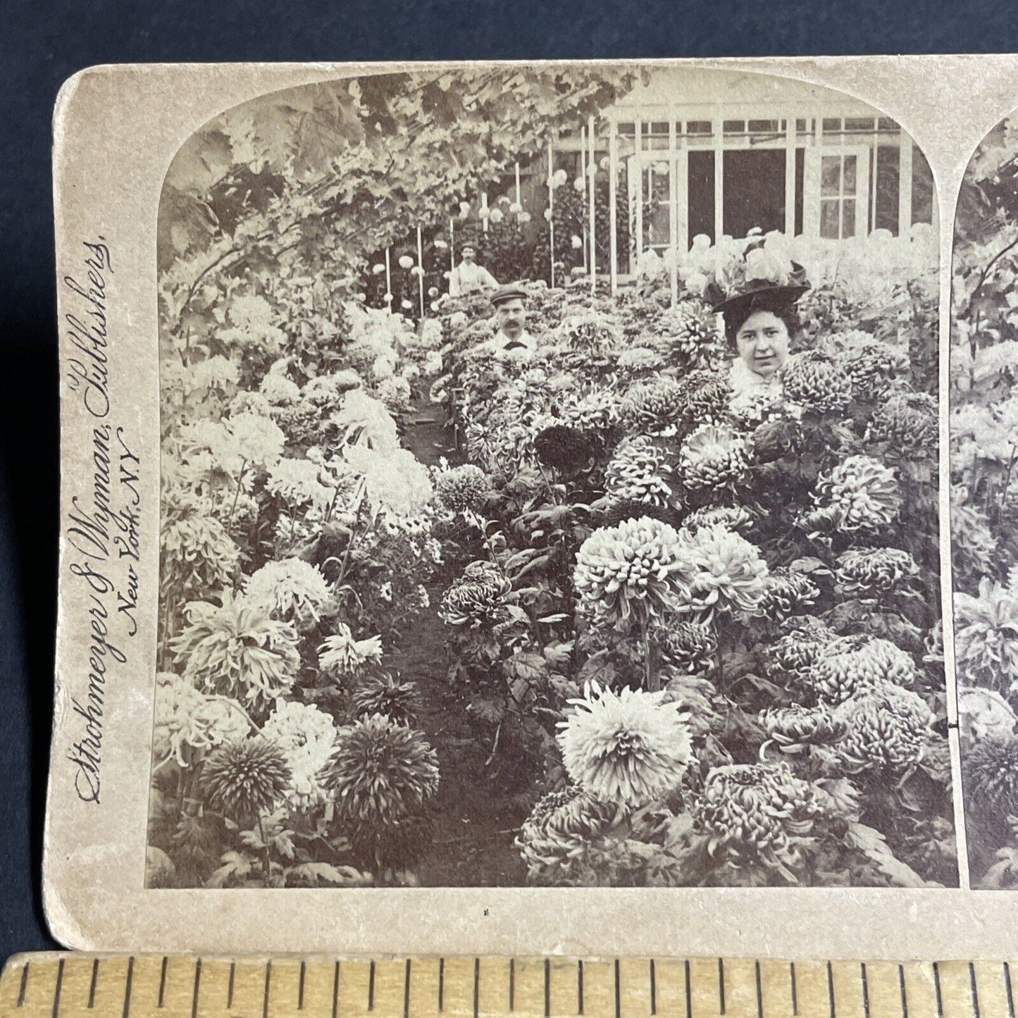 Antique 1897 Chrysanthemum Test Variety Greenhouse Stereoview Photo Card P4329