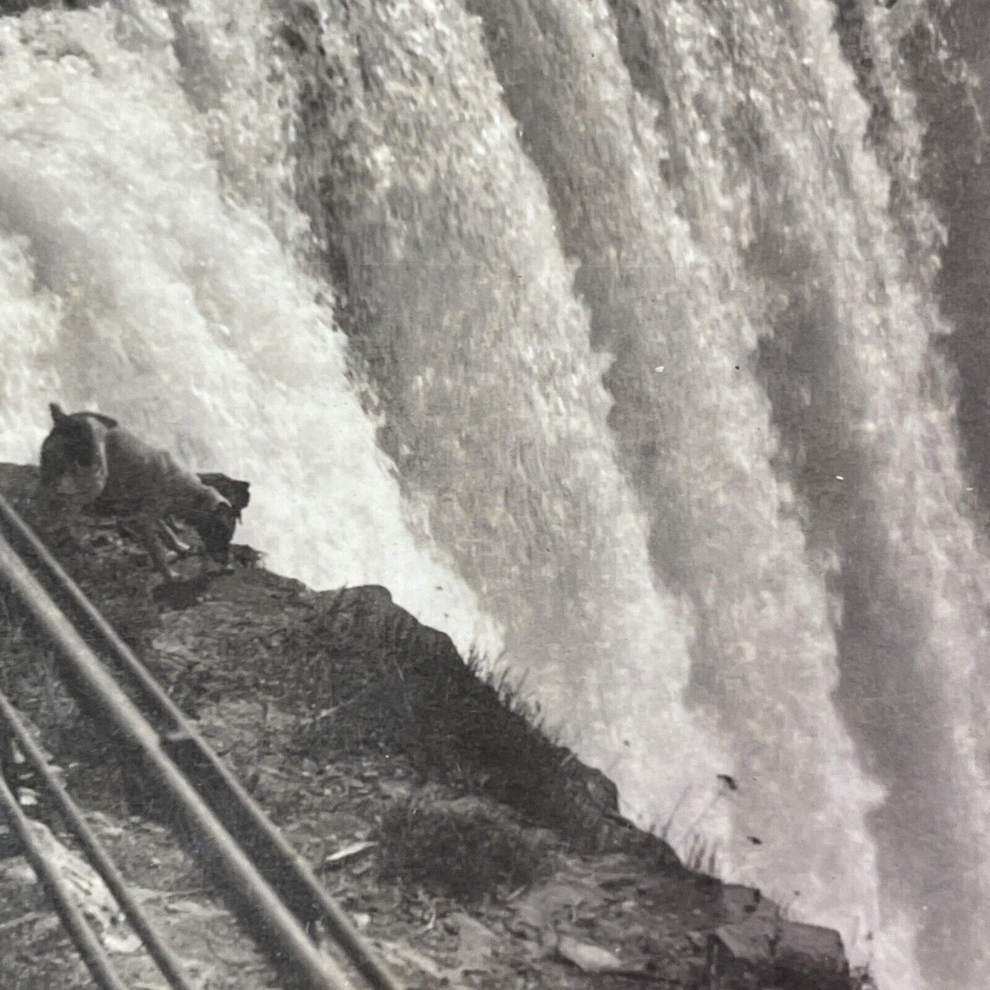 Dog at the Top Edge of Niagara Falls Stereoview C.L. Wasson Antique c1905 Y3005