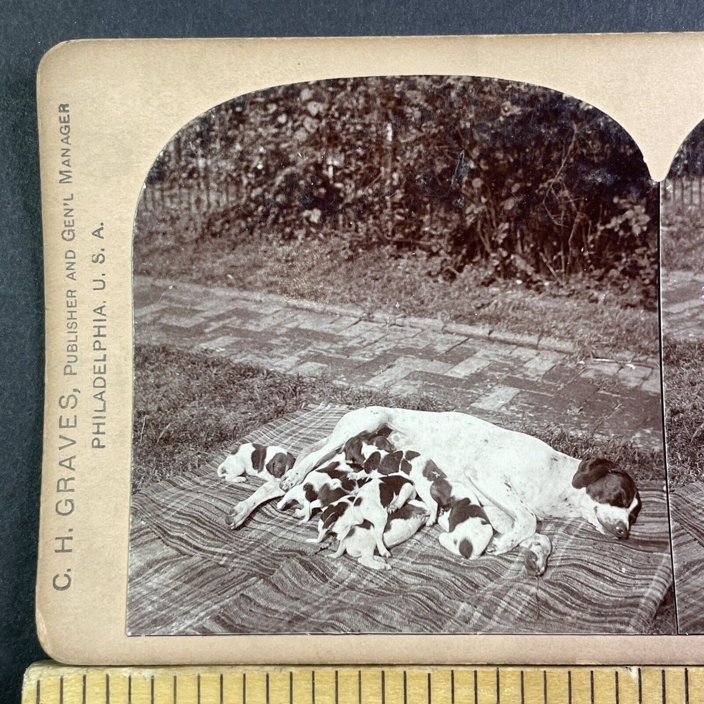 Puppies Milking Mother Dog In The Sun Stereoview Antique c1894 X2847