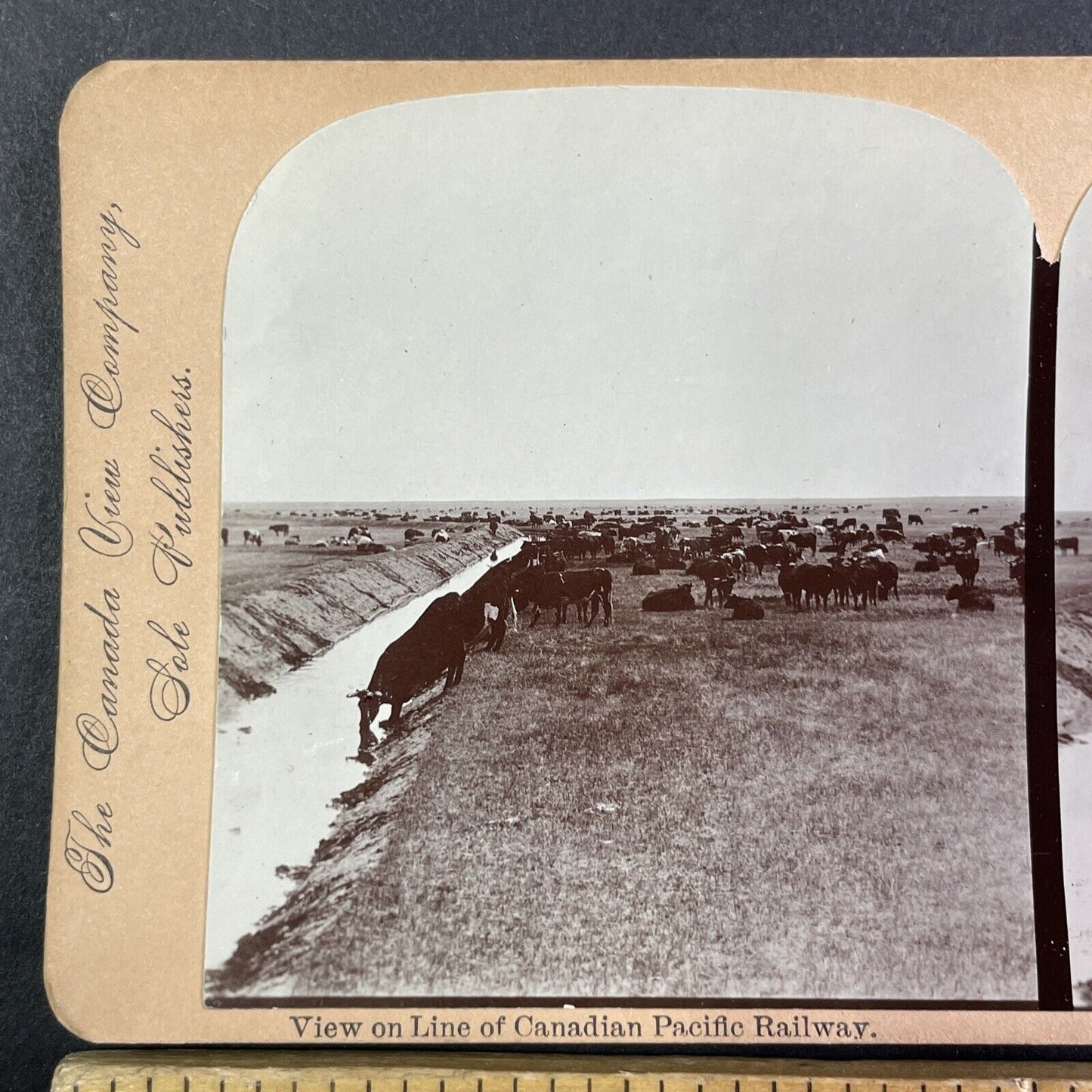 Cattle Ranch in North West Territories Stereoview CPR Rail Views c1899 Y2118