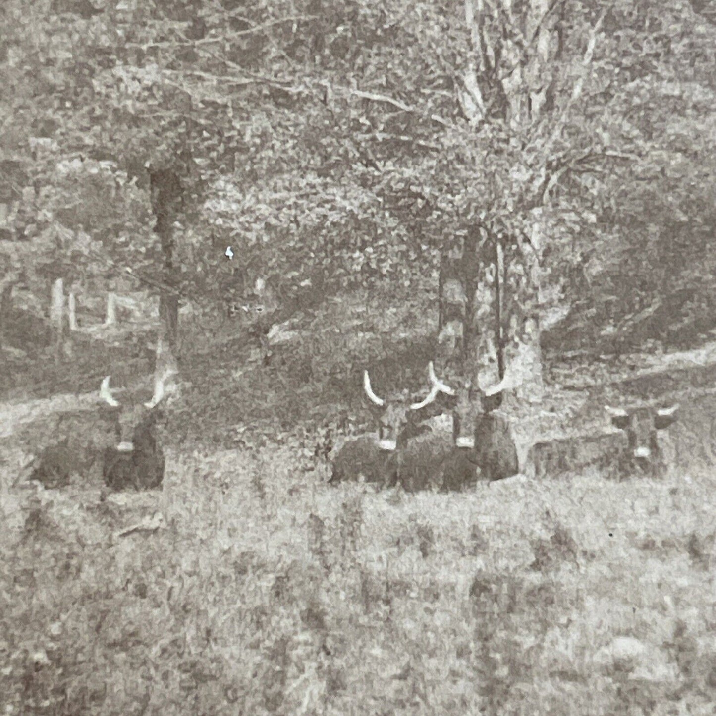 Antique 1870s Longhorn Cattle In A Field Stereoview Photo Card P5026