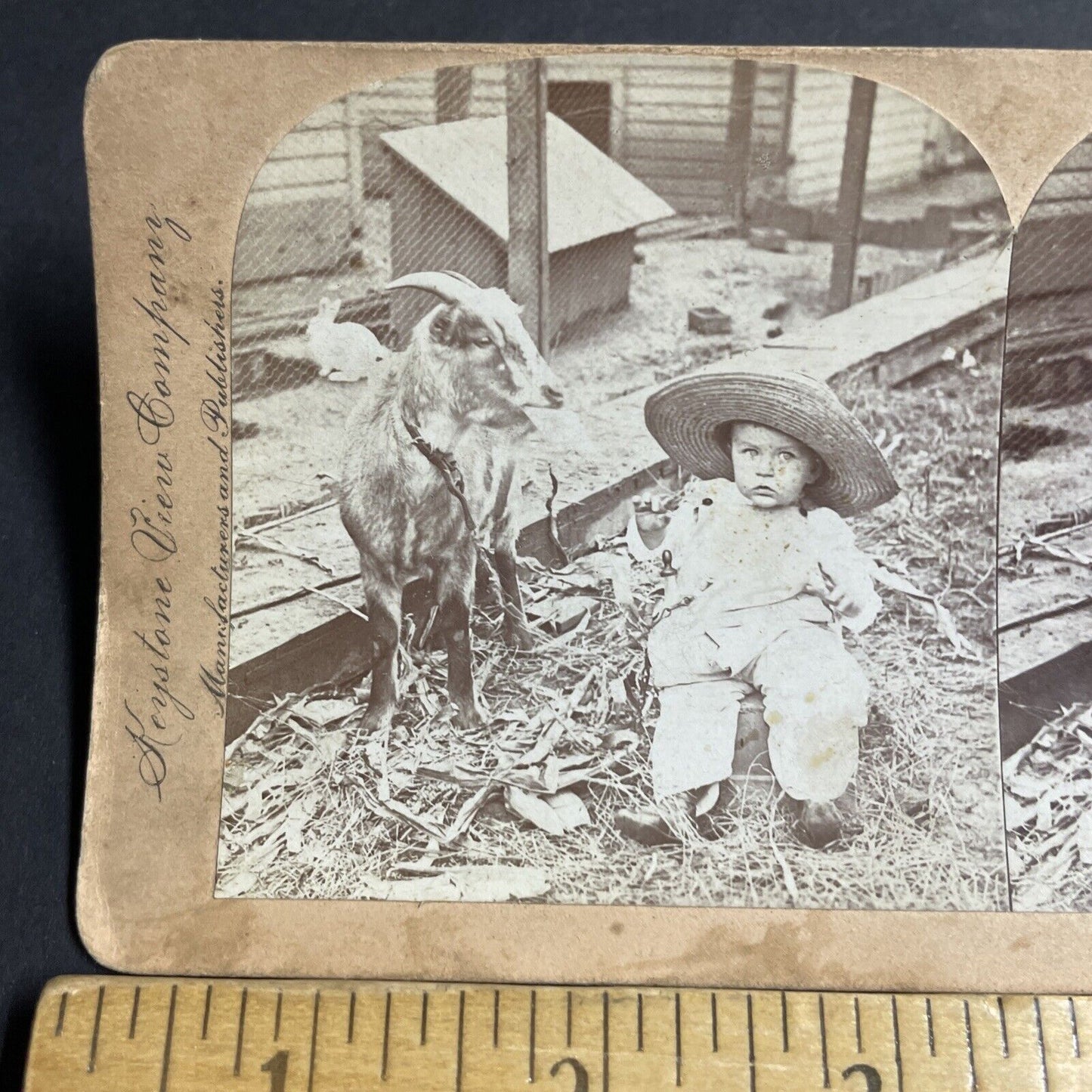 Antique 1899 A Child With A Billy Goat Stereoview Photo Card P4749