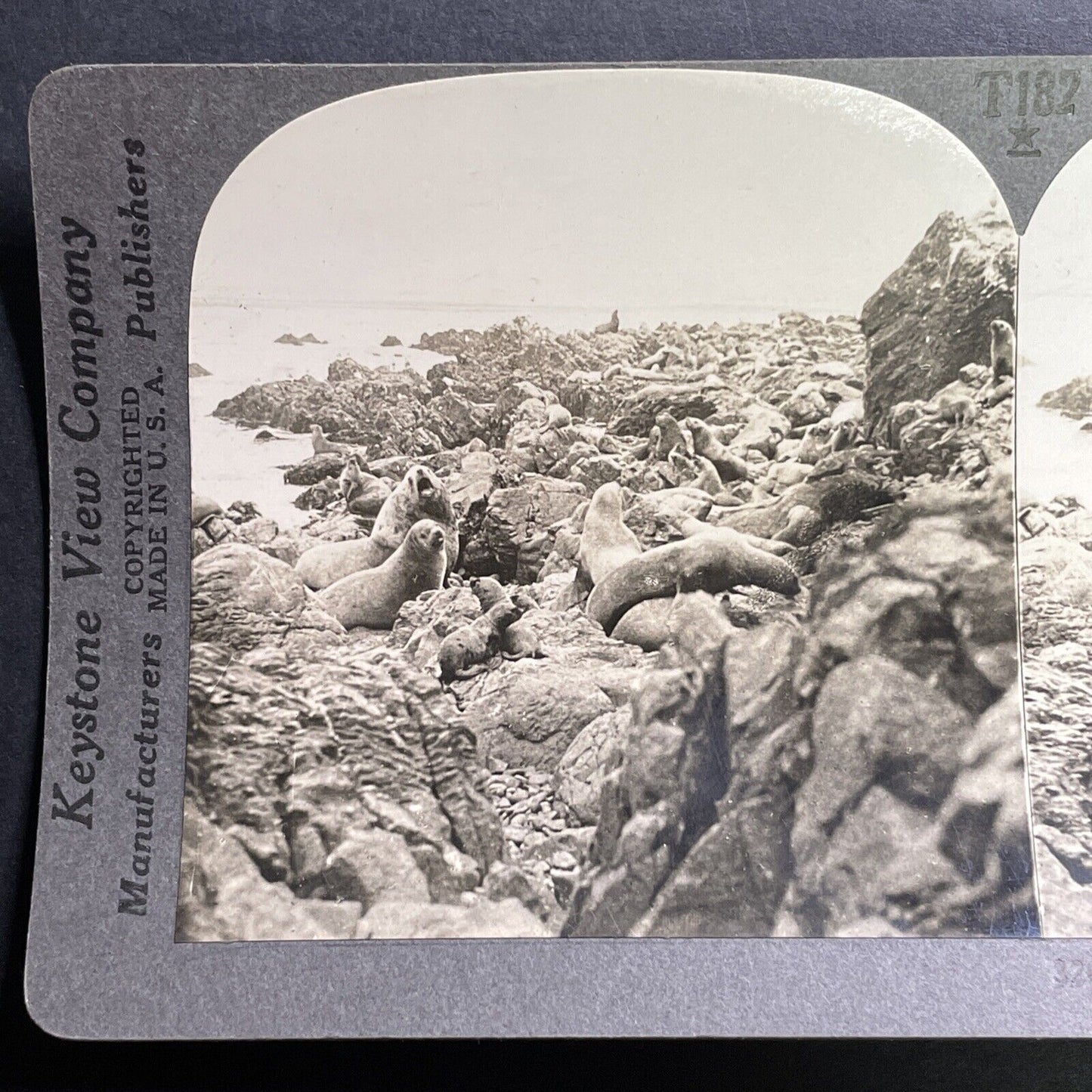 Antique 1918 Sea Lions In Santa Barbara California Stereoview Photo Card P1459