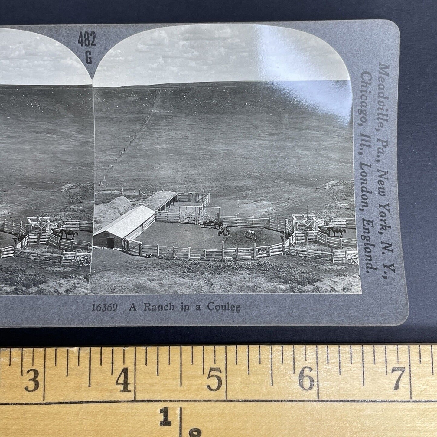 Antique 1903 Cattle Ranch Drumheller Alberta Stereoview Photo Card PC860