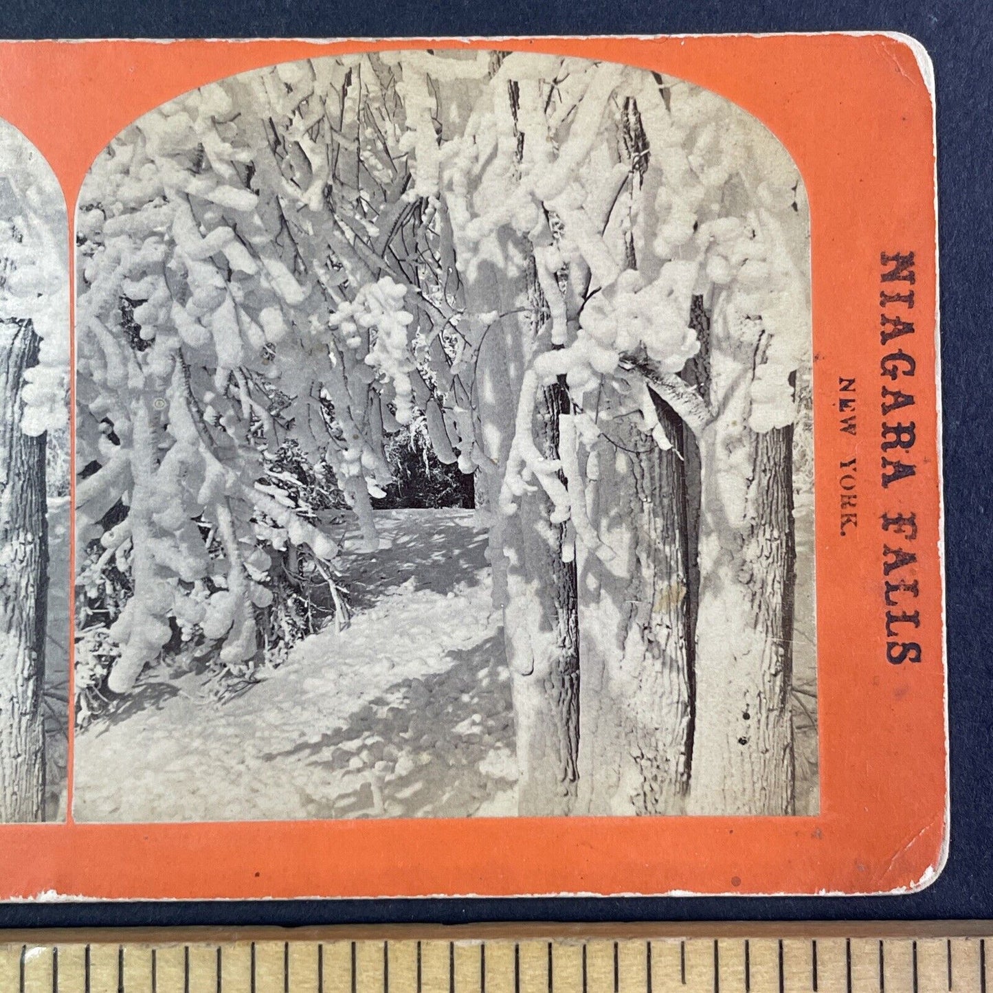 Ferry Grove Tree Stand Niagara Falls Stereoview George Barker c1870s Y2459