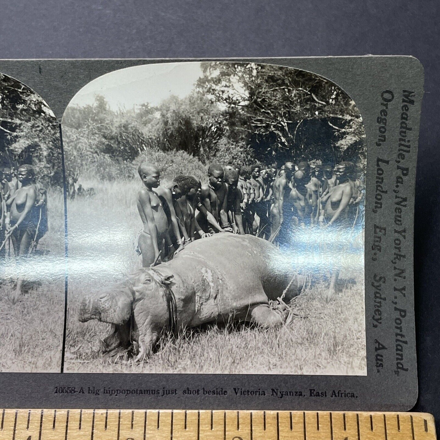 Antique 1906 Native Tribe Kill A Hippo In Kenya Stereoview Photo Card P2312