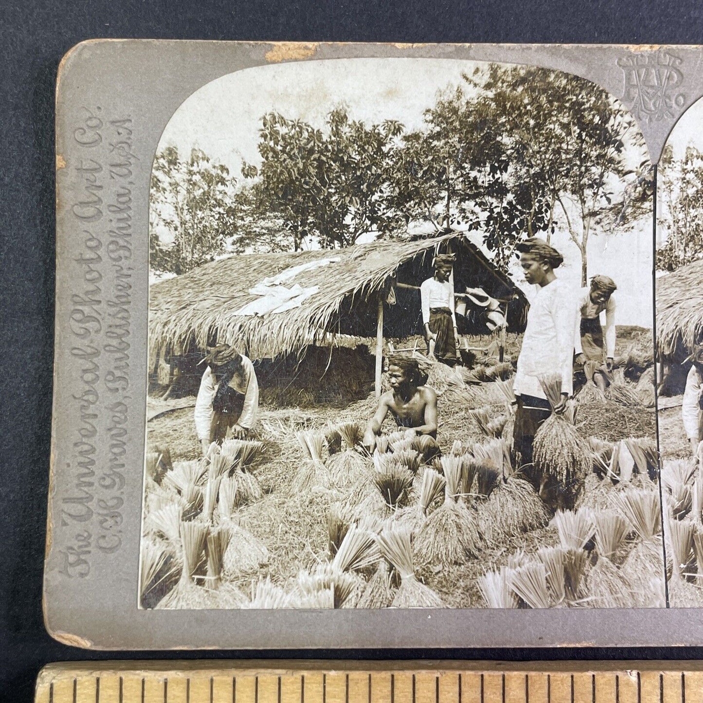 Rice Farmers on Java Island in Indonesia Stereoview Antique c1902 Y1152