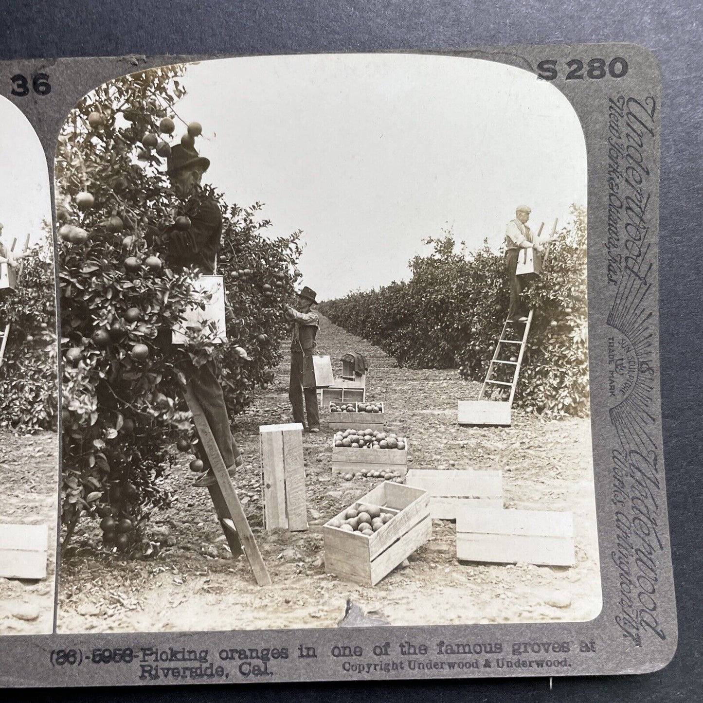 Antique 1905 Picking Oranges Riverside California Stereoview Photo Card P1317