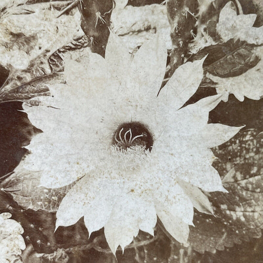 Antique 1903 A Night Blooming Cereus Flower Stereoview Photo Card P2584