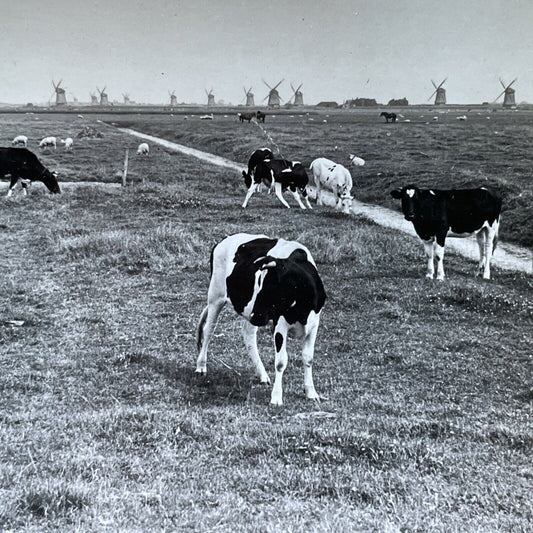 Antique 1920s Holstein Cows Near Friesland Holland Stereoview Photo Card V2910