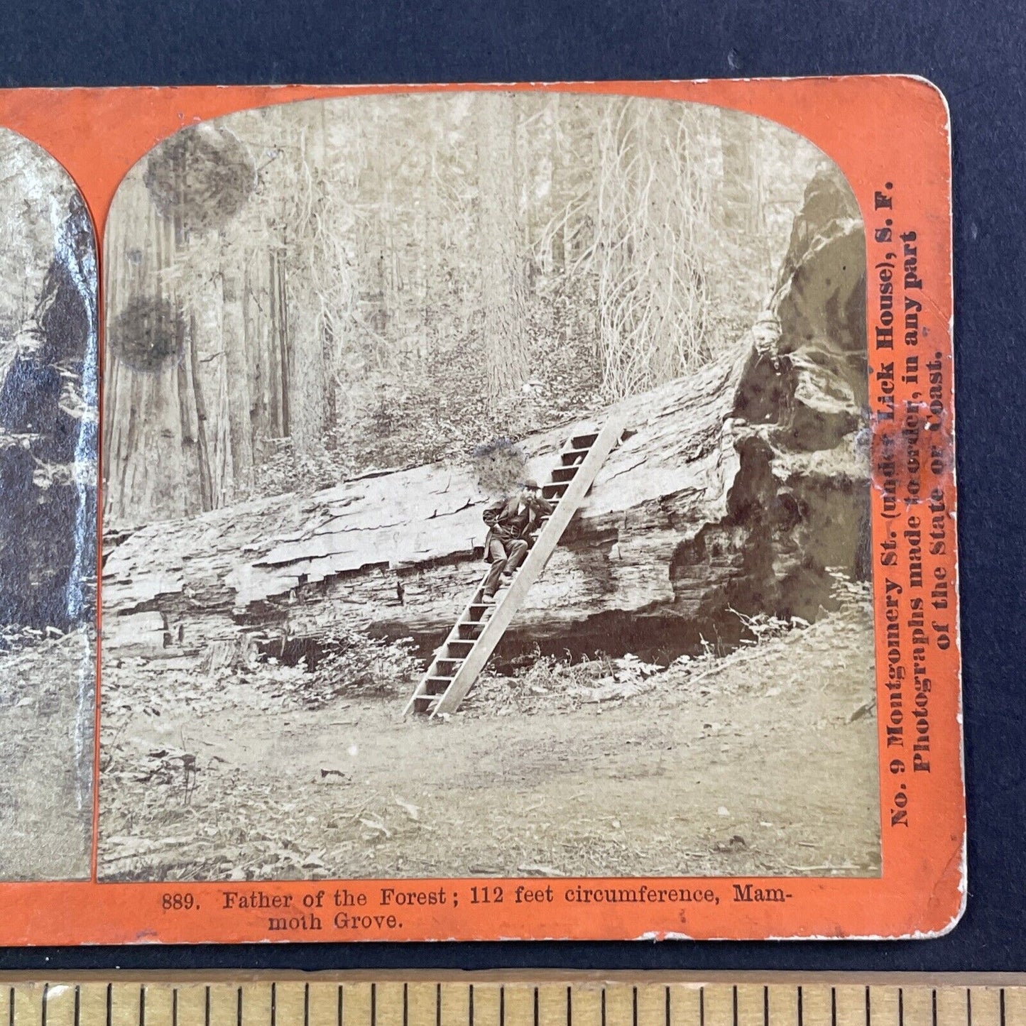 Thomas Houseworth Self-Portrait Stereoview Big Trees Calaveras CA c1869 X3737