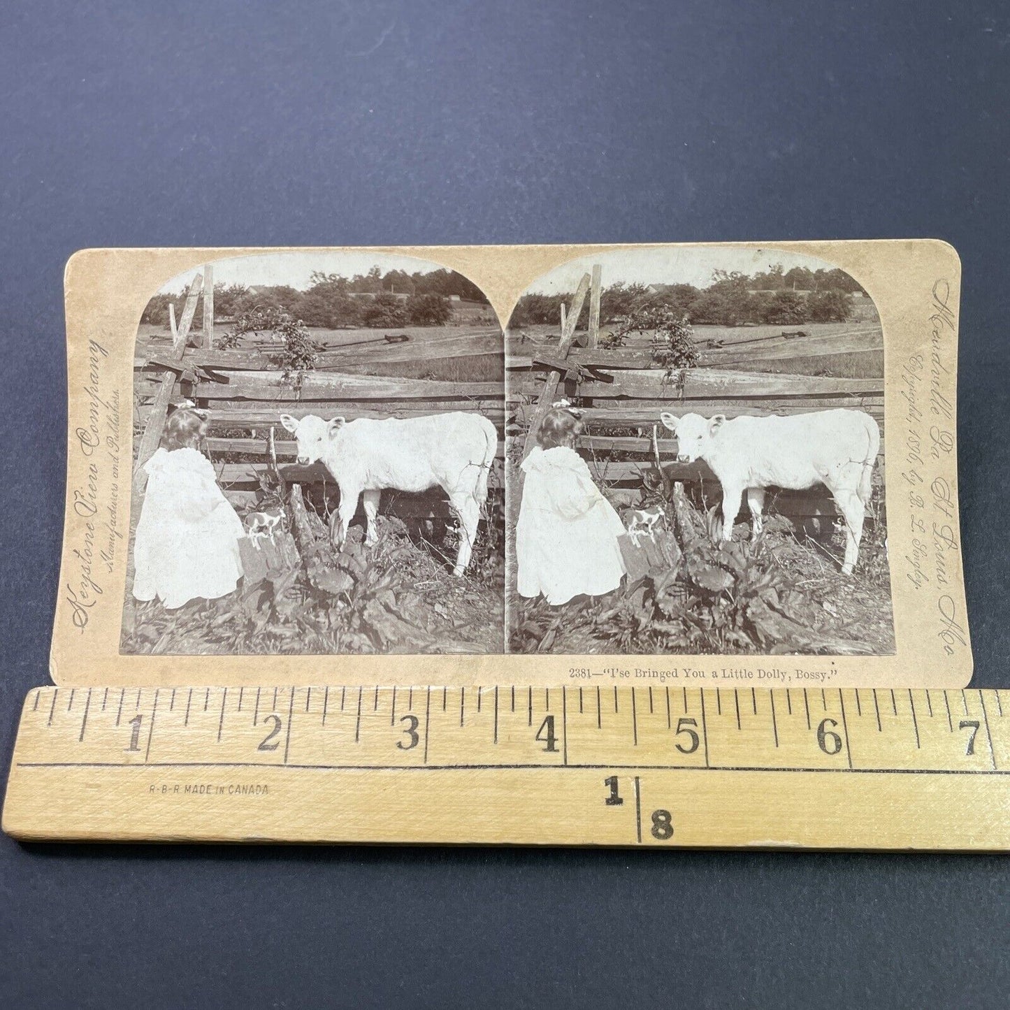 Antique 1896 Girl Plays Dolls With Her Calf Cow Stereoview Photo Card P3120