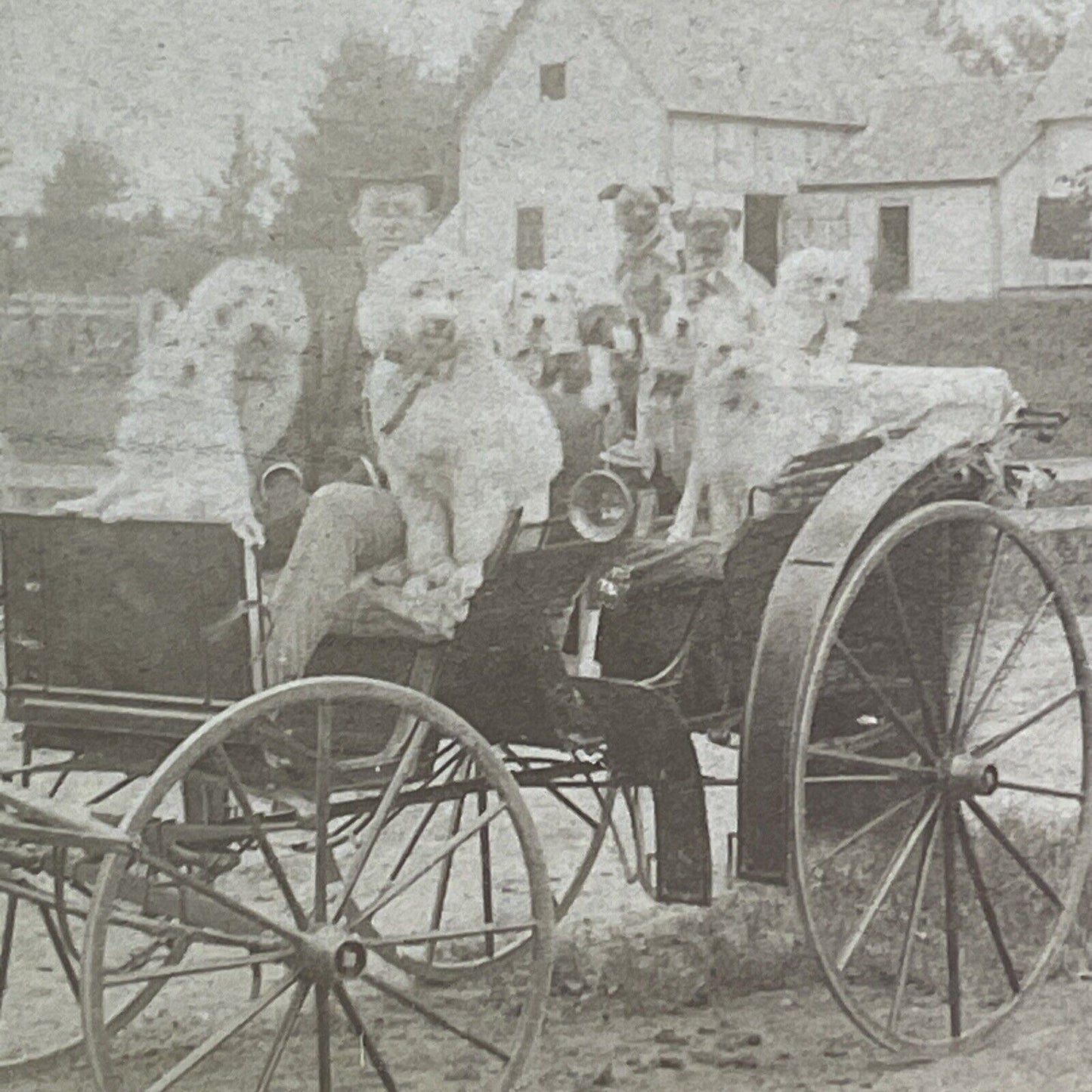 A Wagon Full Of Fancy Show Dogs Stereoview Underwood Antique c1889 X1515