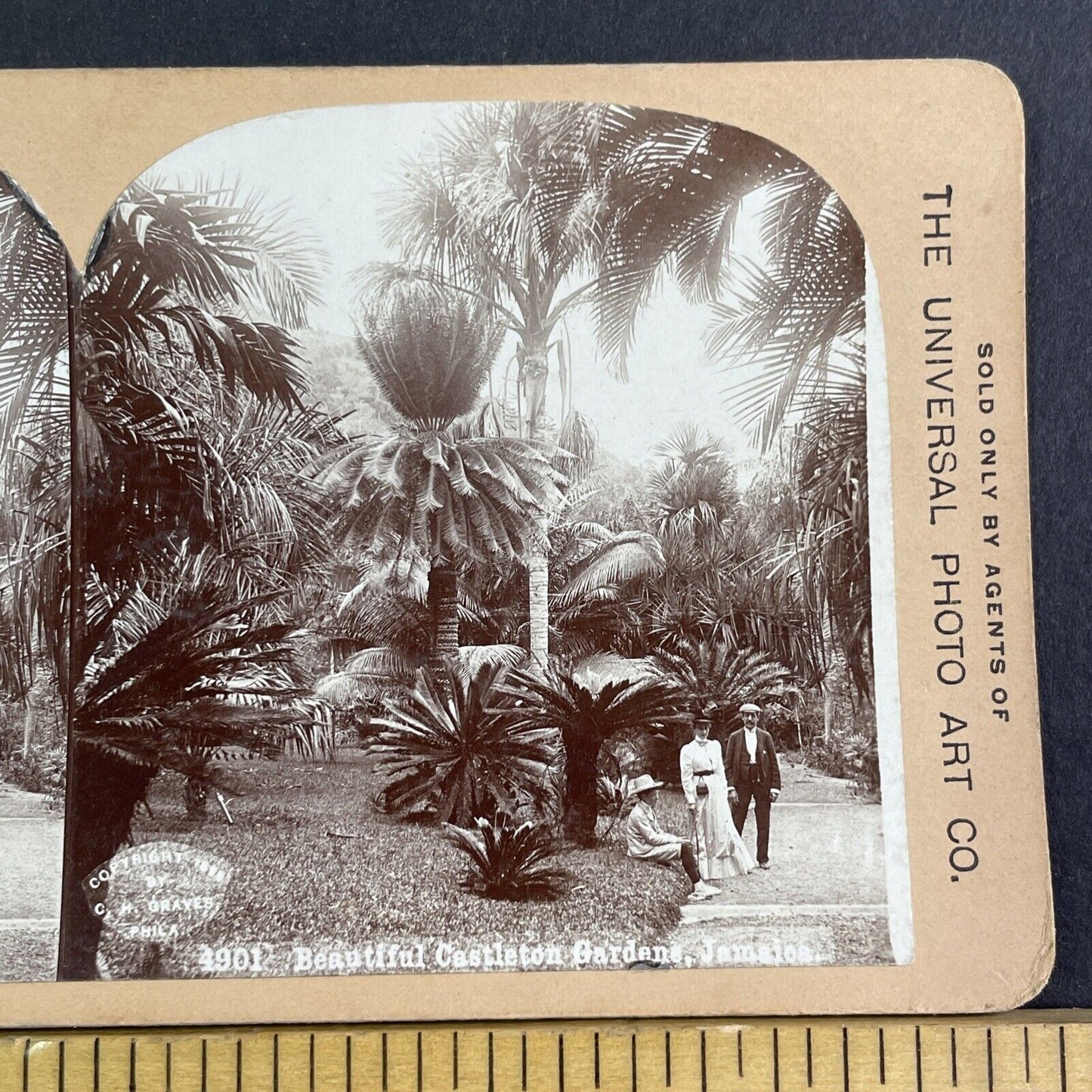 Castleton Botanical Gardens Jamaica Stereoview CH Graves Antique c1899 X3185