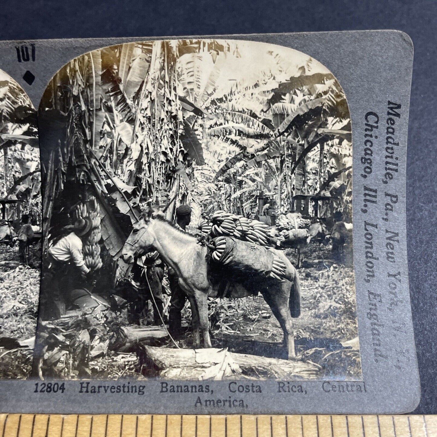 Antique 1920s A Donkey Loaded With Bananas Stereoview Photo Card P4911