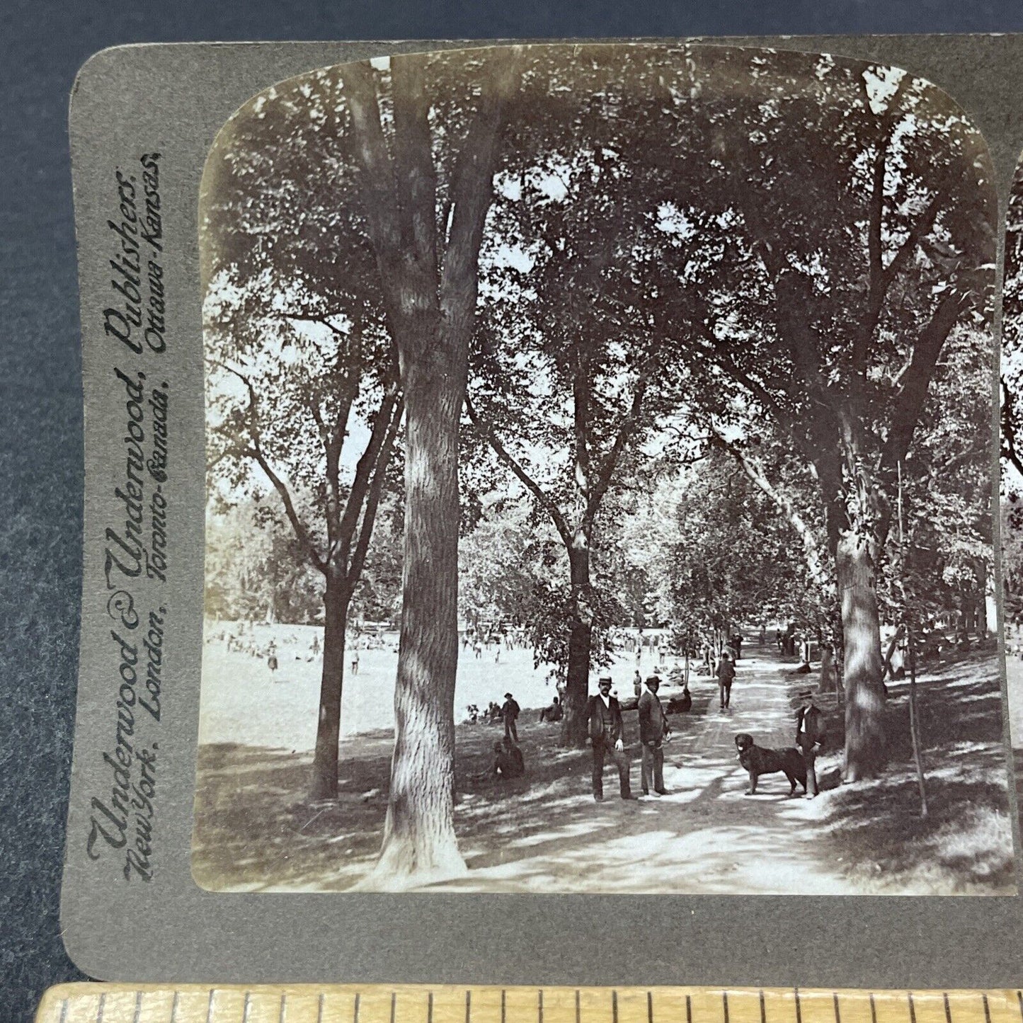 Antique 1889 Elm Trees In Boston Common Stereoview Photo Card V1874