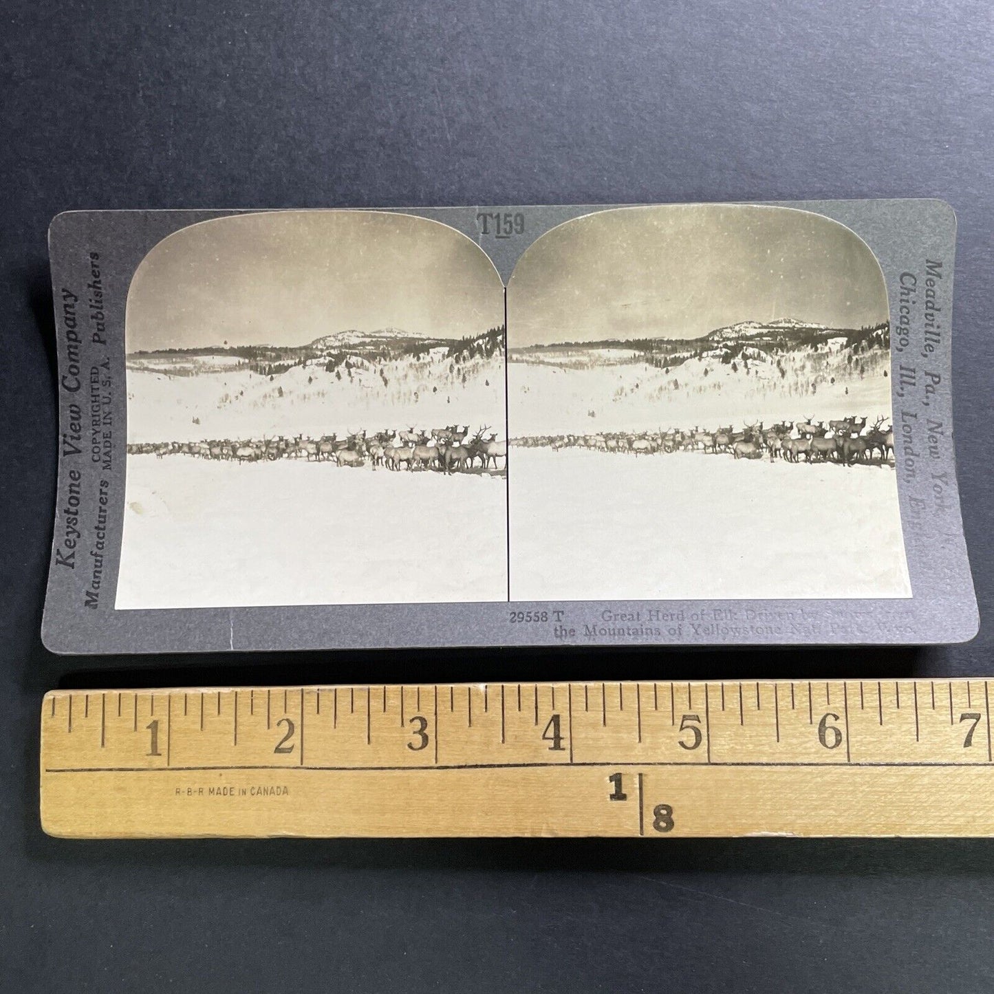 Antique 1918 Herd Of Elk In Yellowstone Wyoming Stereoview Photo Card P1488