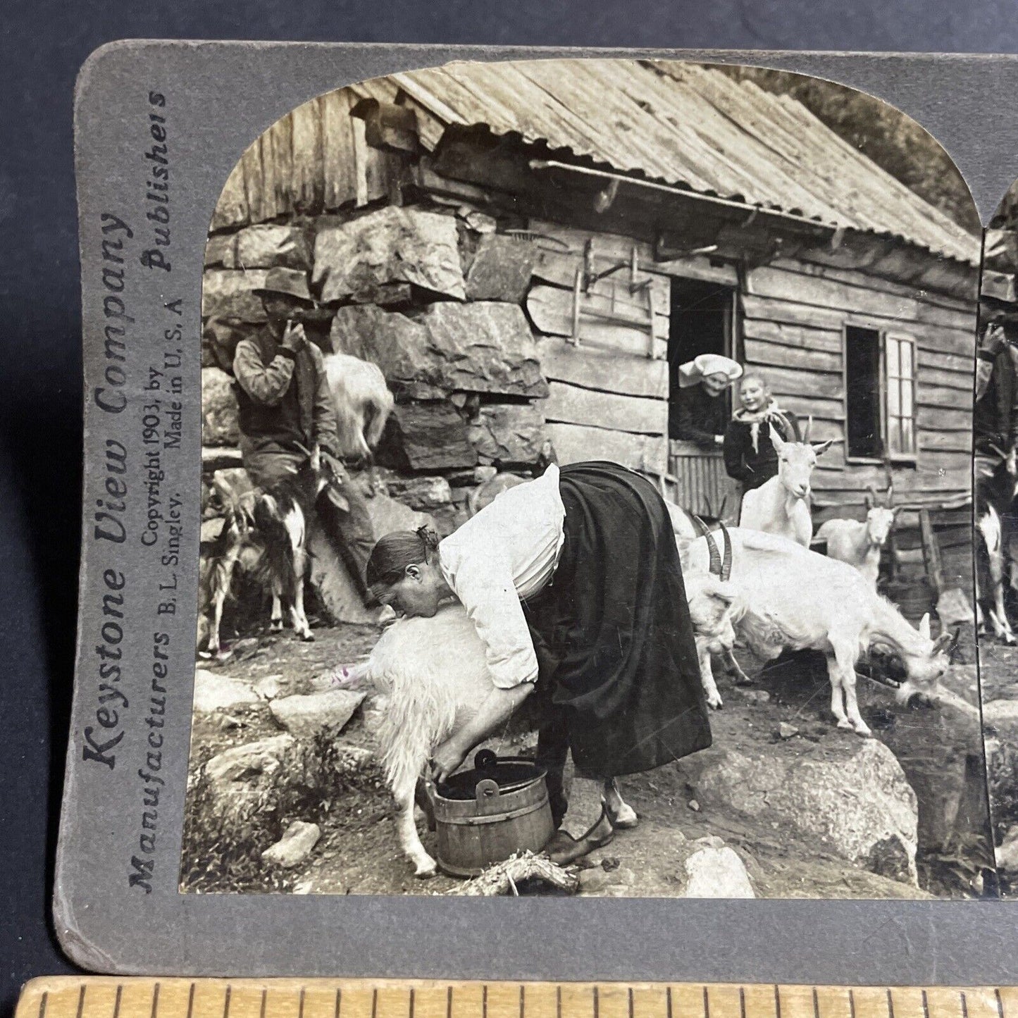 Antique 1903 Woman Milking A Goat In Norway Stereoview Photo Card P5518