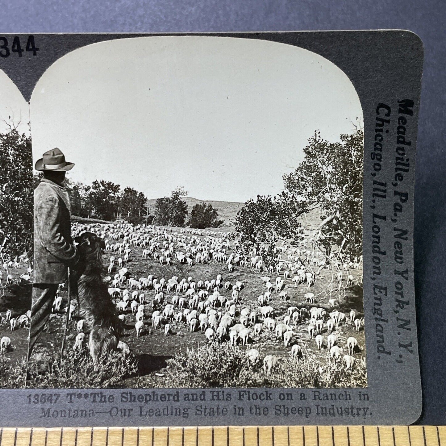 Antique 1910s Sheep Rancher In Montana With Herd Stereoview Photo Card P3185