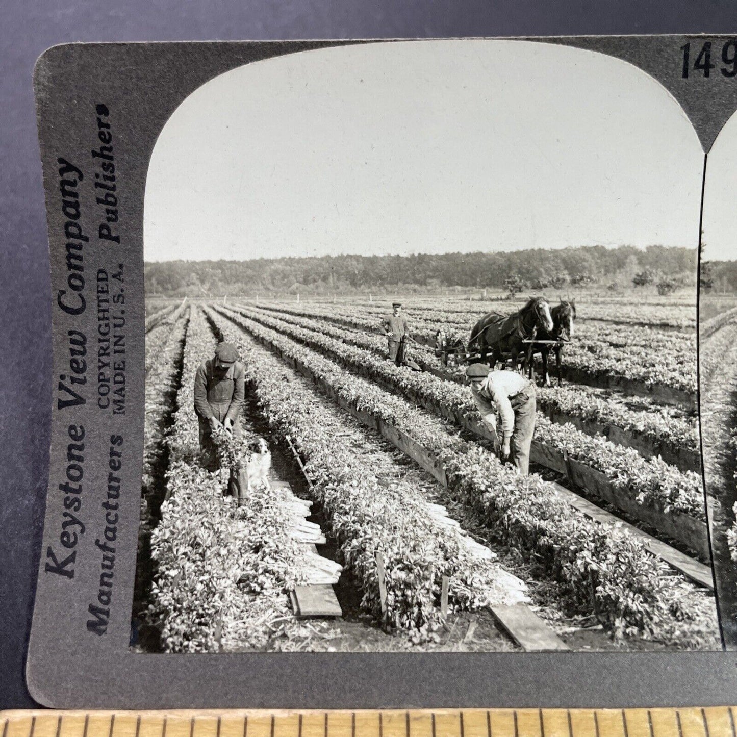 Antique 1920s Celery Farm Field Kalamazoo Michigan Stereoview Photo Card P3707