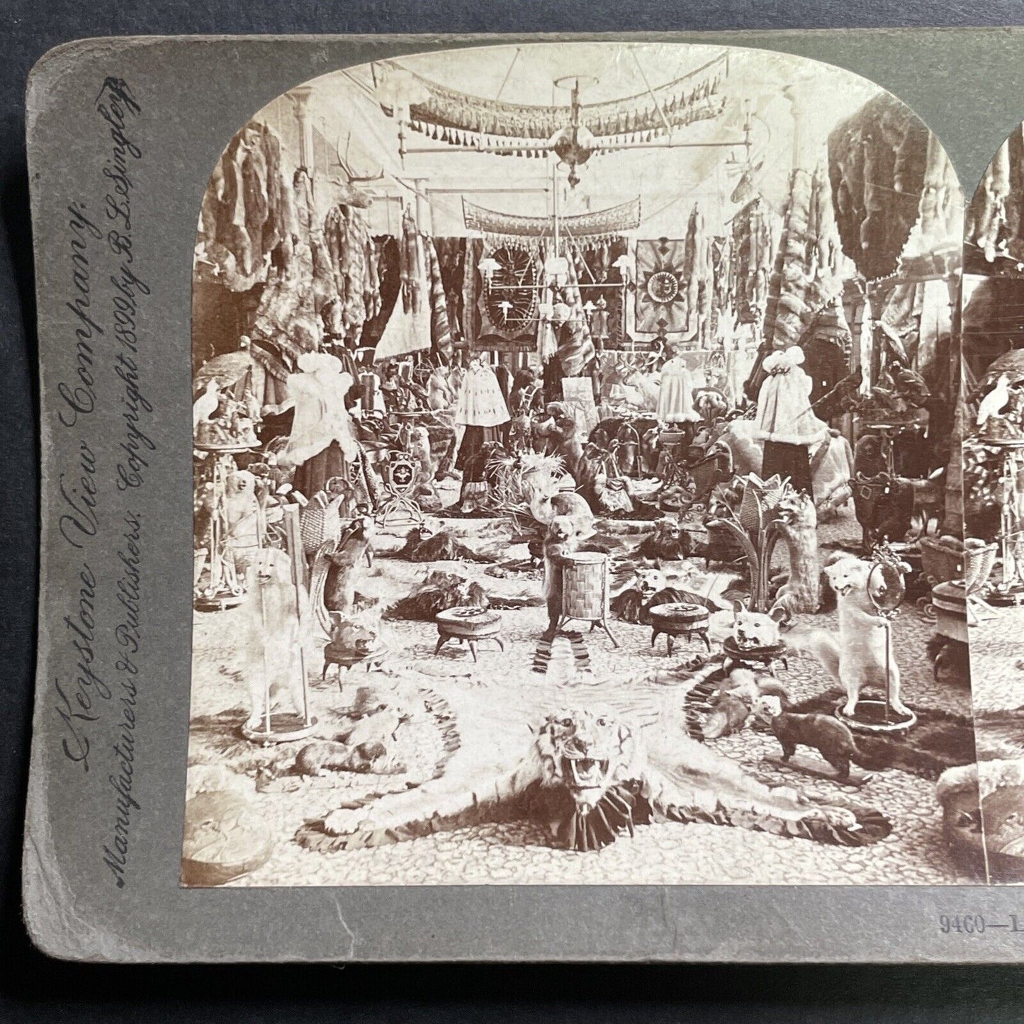 Antique 1899 Laliberte's Exotic Animal Fur Quebec Stereoview Photo Card P1455