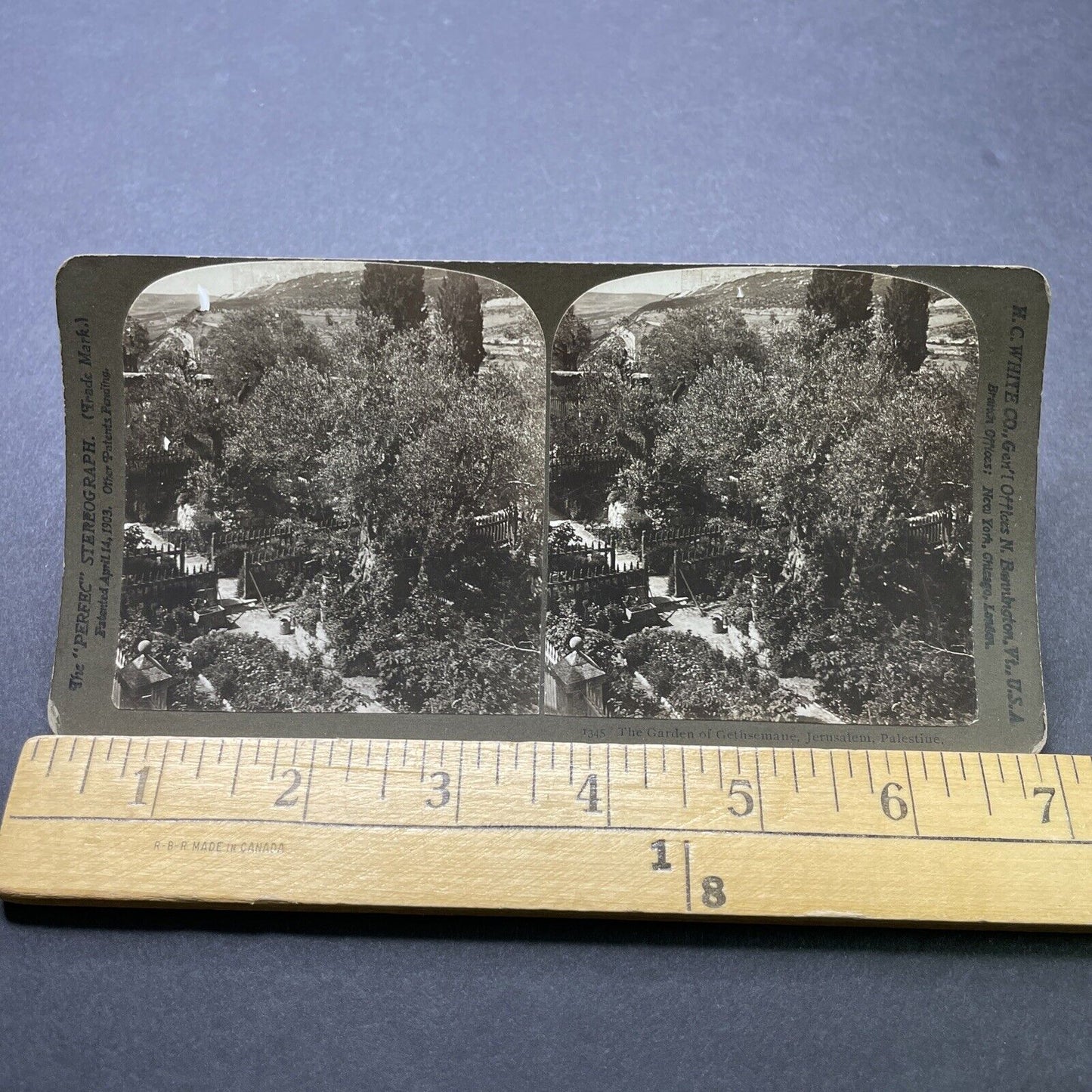 Antique 1901 Garden Of Gethsemane Jerusalem Stereoview Photo Card P2453