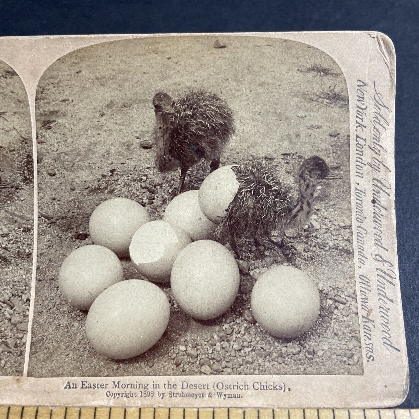 Antique 1898 Baby Ostrich Ostriches Hatch Hatching Stereoview Photo Card P4287