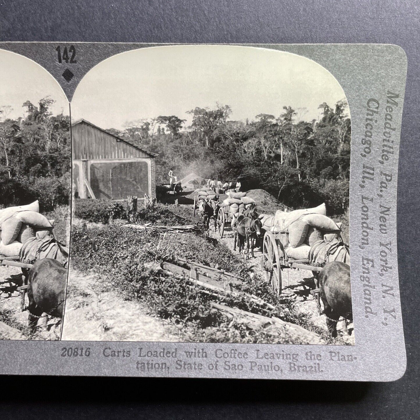 Antique 1918 Coffee Plantation Sao Paolo Brazil Stereoview Photo Card P1772