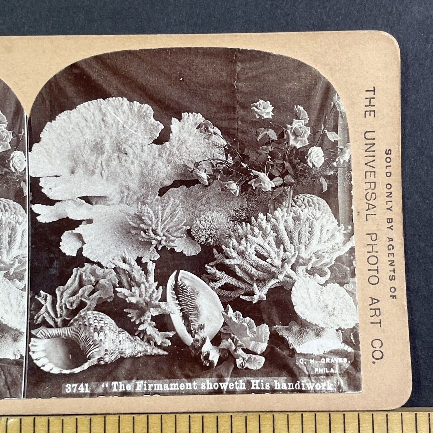 Display Of Coral Reef Items Stereoview CH Graves Antique c1899 X2840